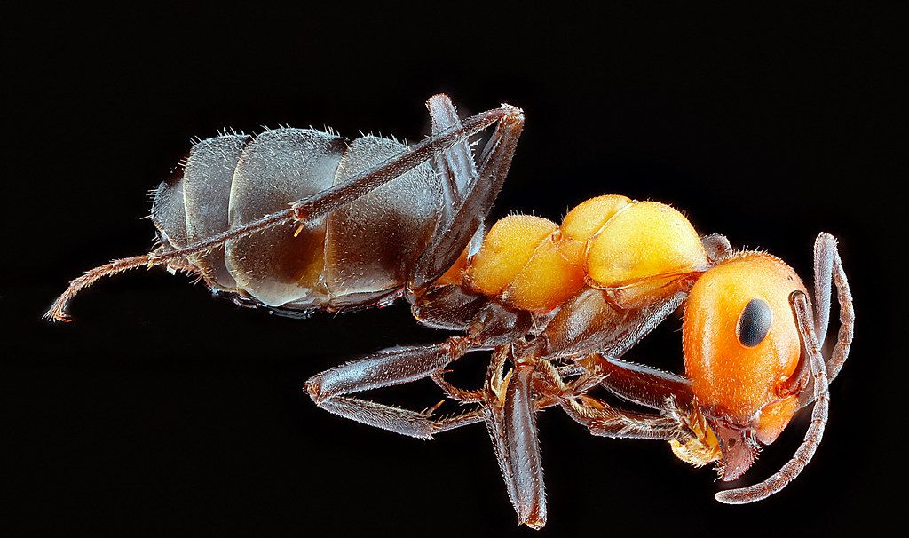 Ant Control service in Covina, CA