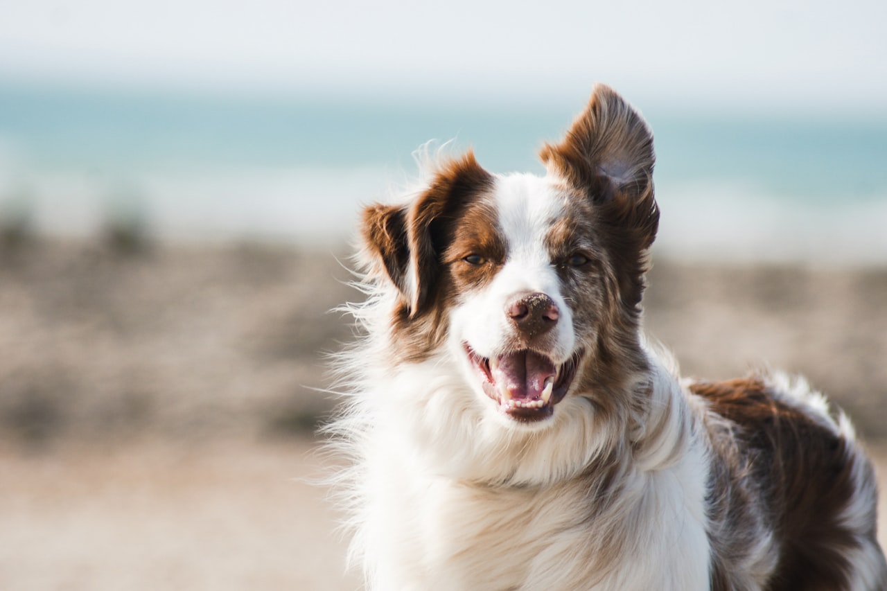 Flea & Tick Control service in Covina, CA
