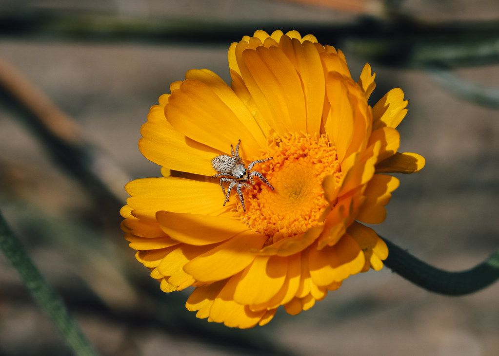 Spider Control service in Covina, CA